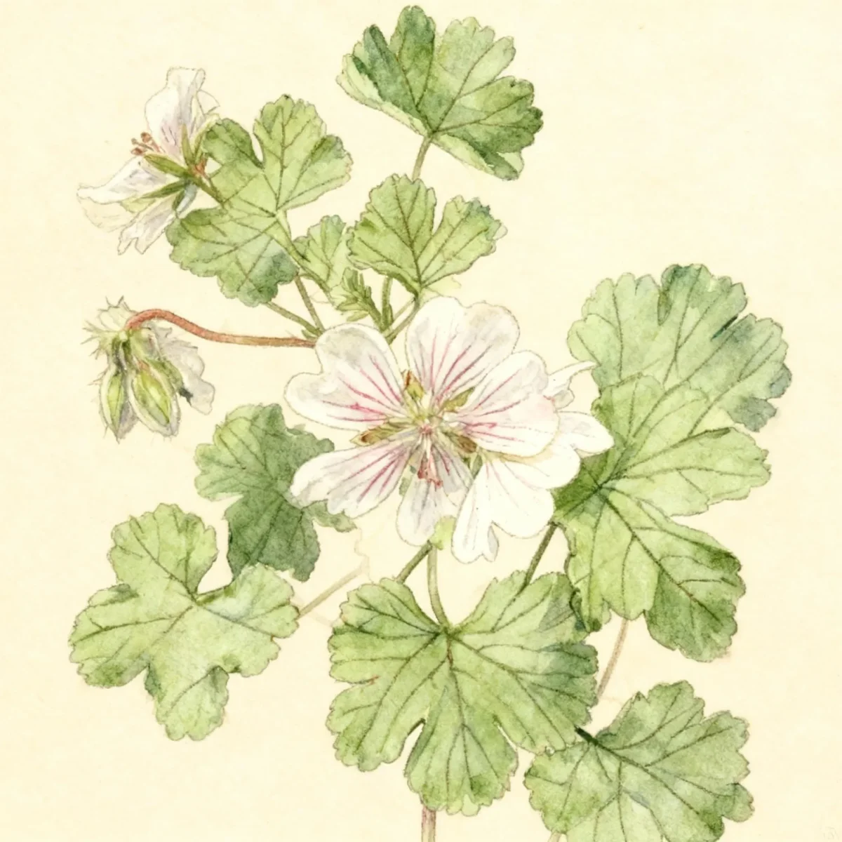Cranesbill