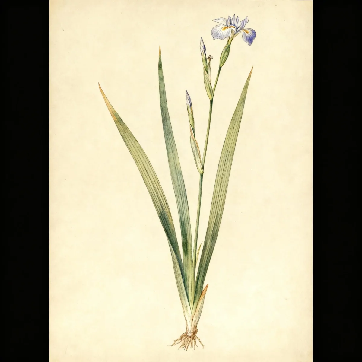 Dietes (Dietes iridioides)