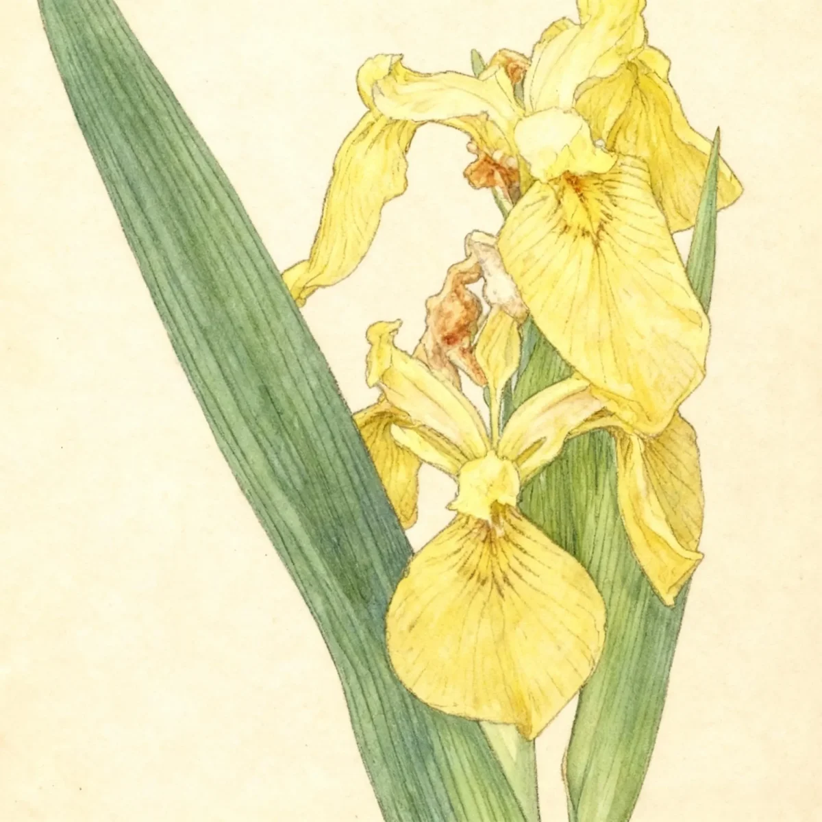 Iris (Iris maackii)