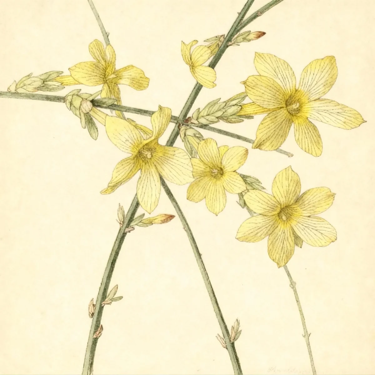 Winter jasmine