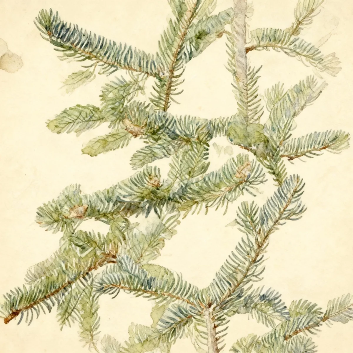 Fraser fir (Abies fraseri)