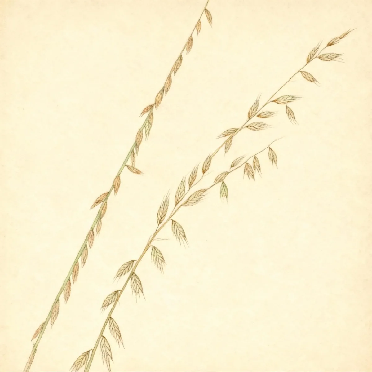 Sideoats grass