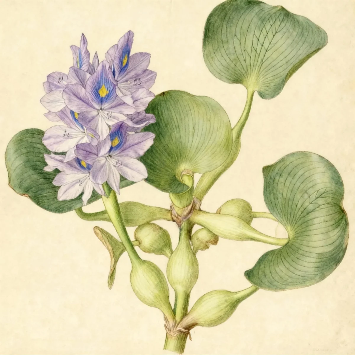 Common water hyacinth (Eichhornia crassipes)