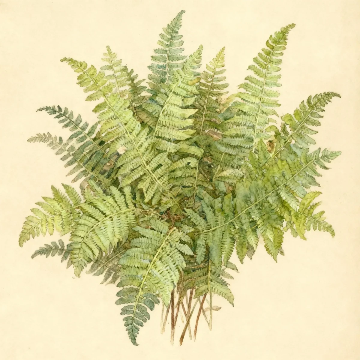 Tapering glade fern (Deparia pycnosora)