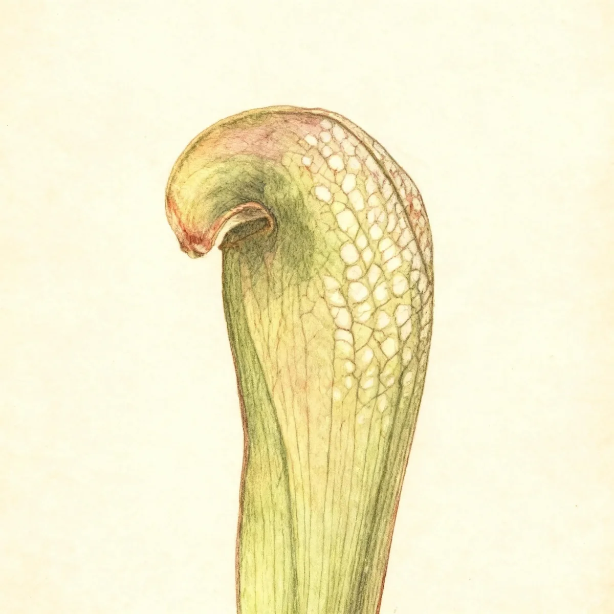 Hooded pitcher plant (Sarracenia minor)