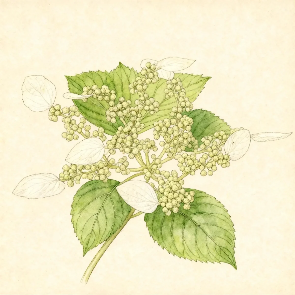 Japanese hydrangea vine (Schizophragma hydrangeoides)
