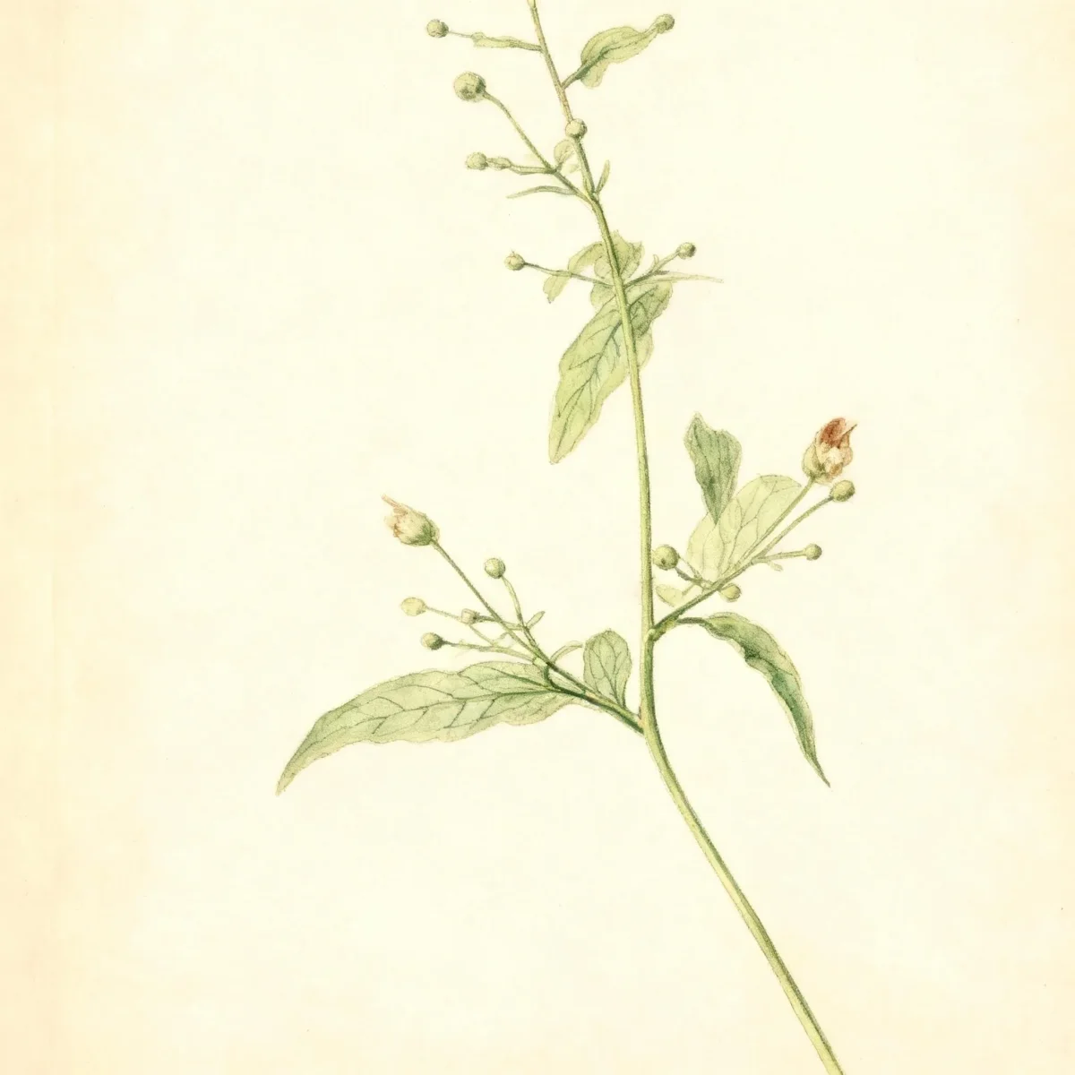 Figwort (Scrophularia marilandica)