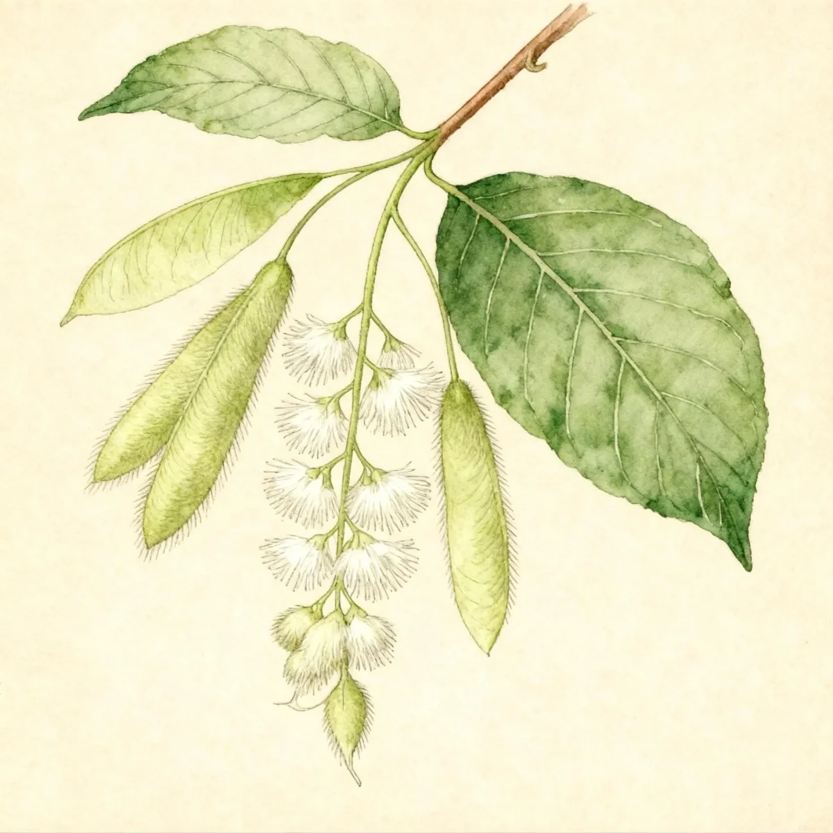 Fragrant epaulette tree (Pterostyrax hispidus)