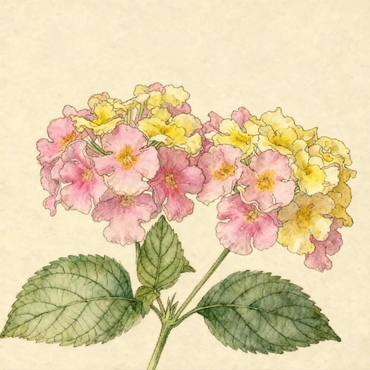 Lantana (Lantana camara)