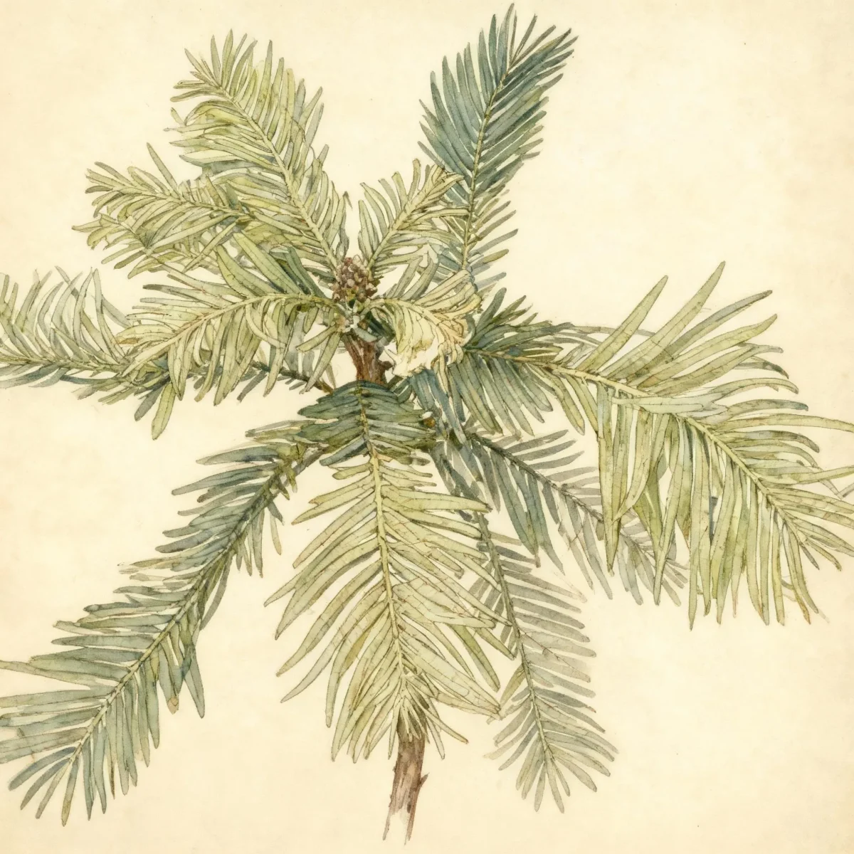 Wollemi pine