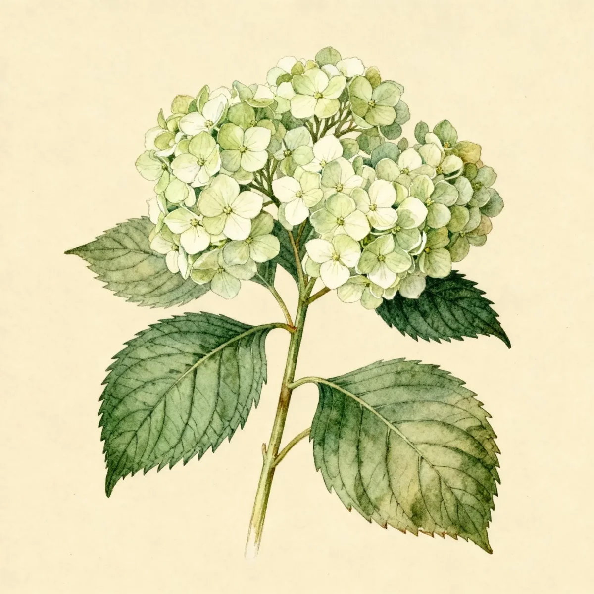 Hydrangea