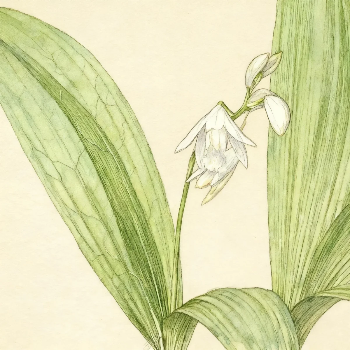 Chinese ground orchid (Bletilla striata f. gebina)