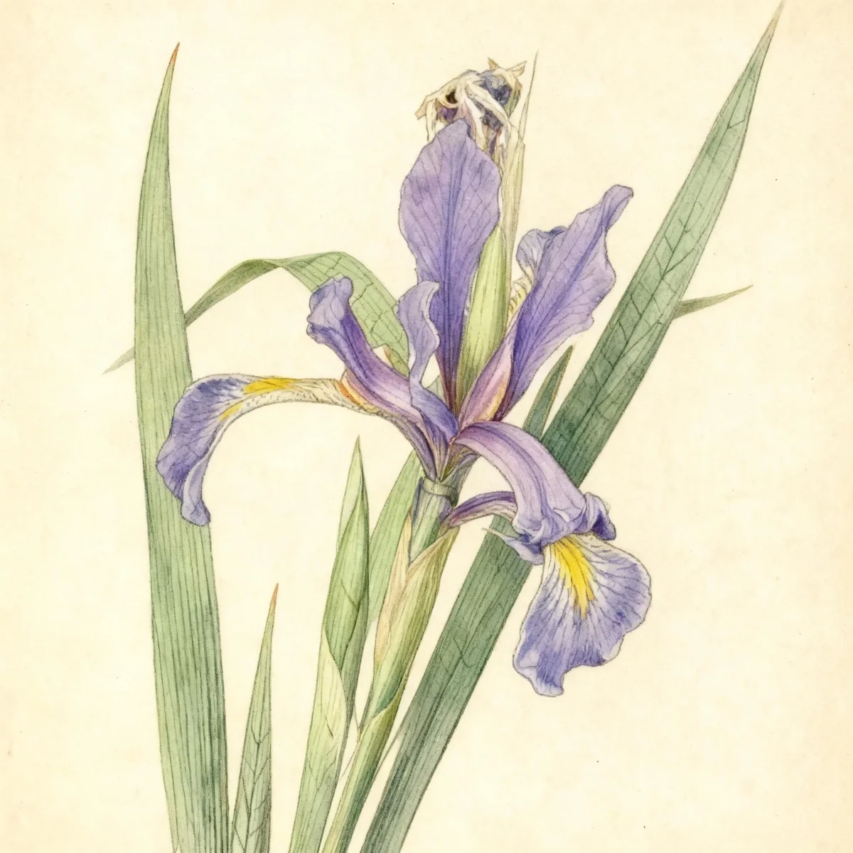 Species iris (Iris spuria subsp. carthaliniae)