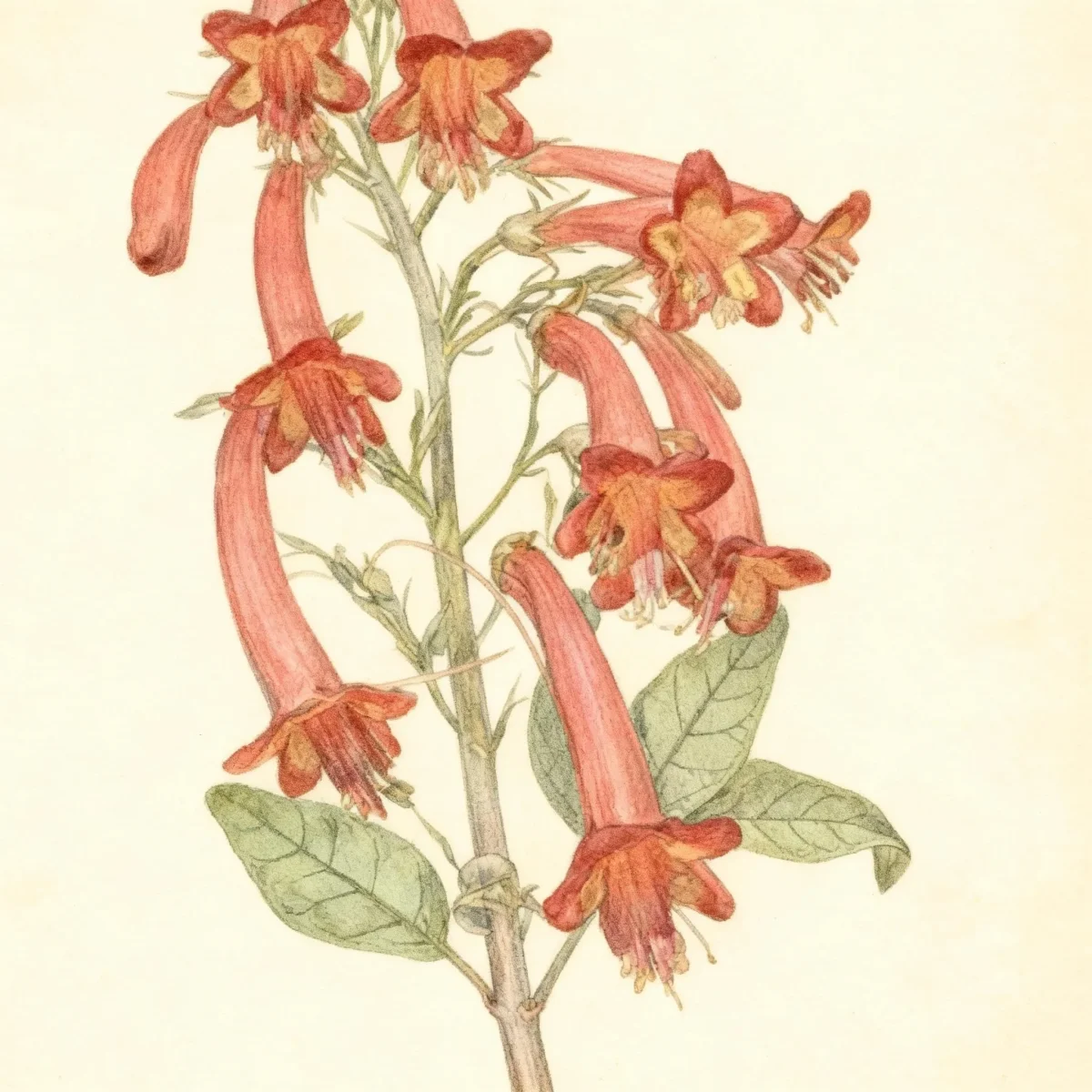 Cape fuchsia (Phygelius aequalis 'Crocorpri' CROFTWAY CORAL PRINCESS)