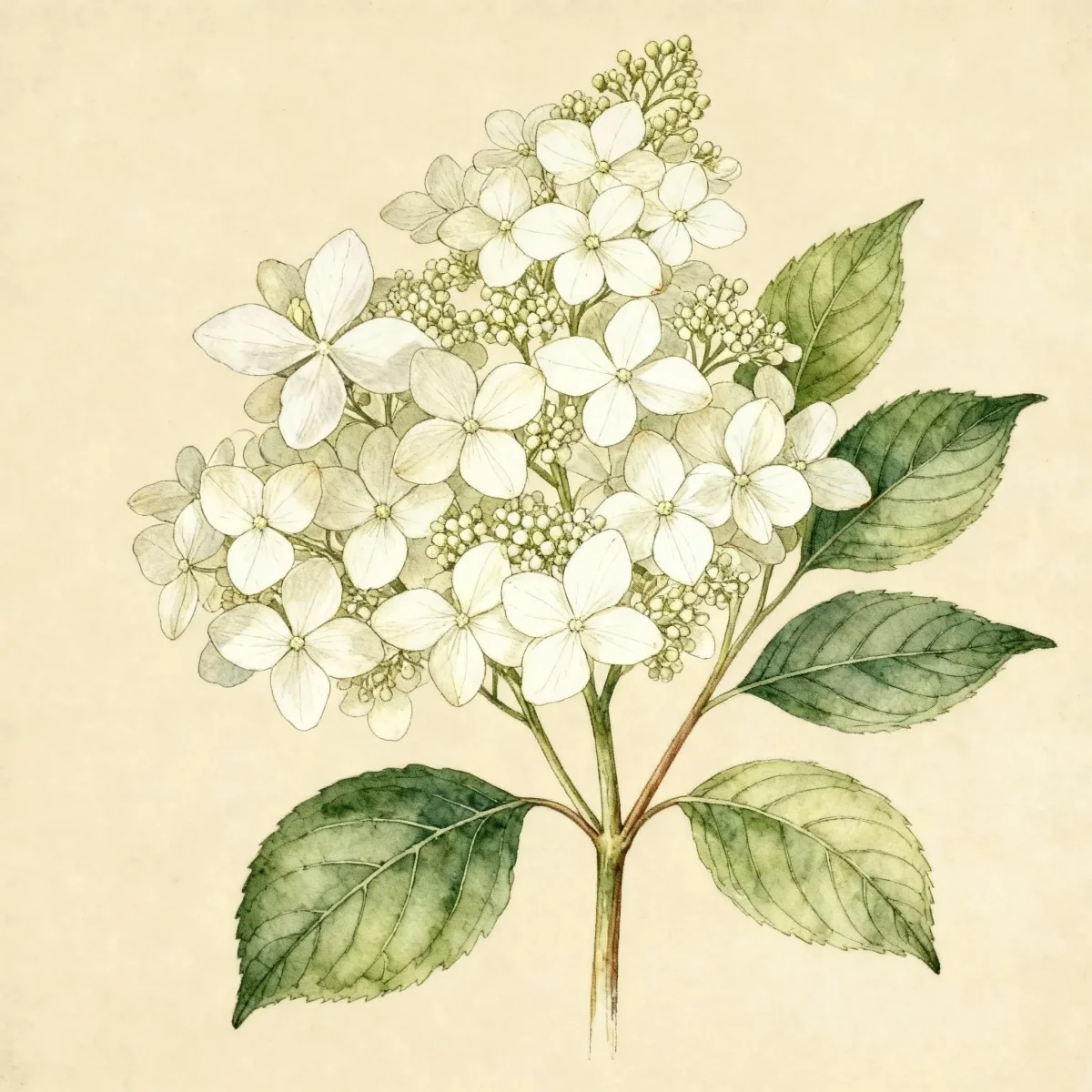 Panicle hydrangea