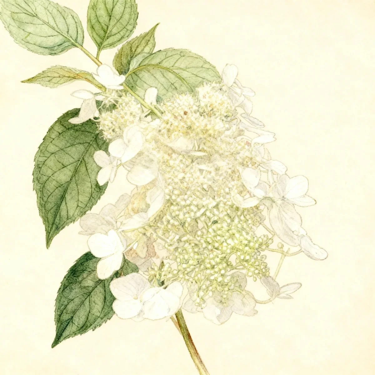 Panicle hydrangea