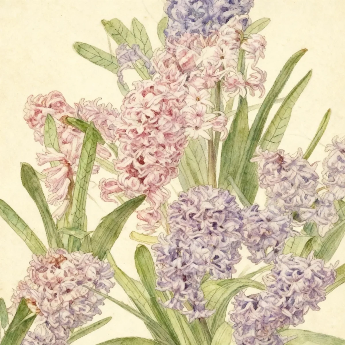 Common hyacinth (Hyacinthus orientalis ETOUFFEE)