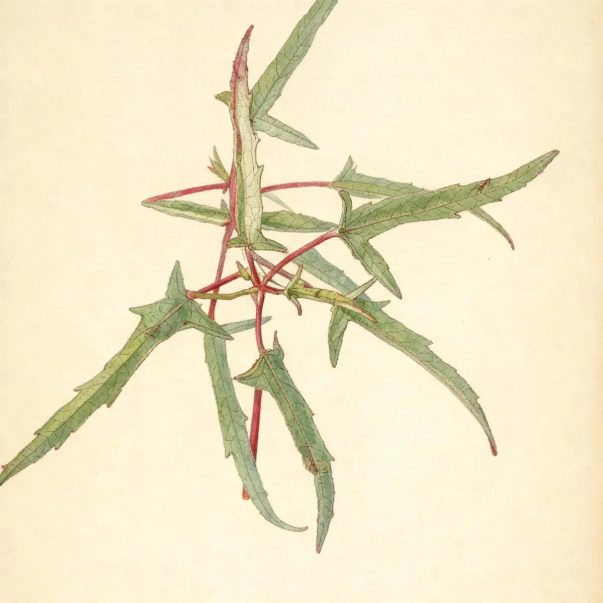 Neches River rosemallow (Hibiscus dasycalyx)