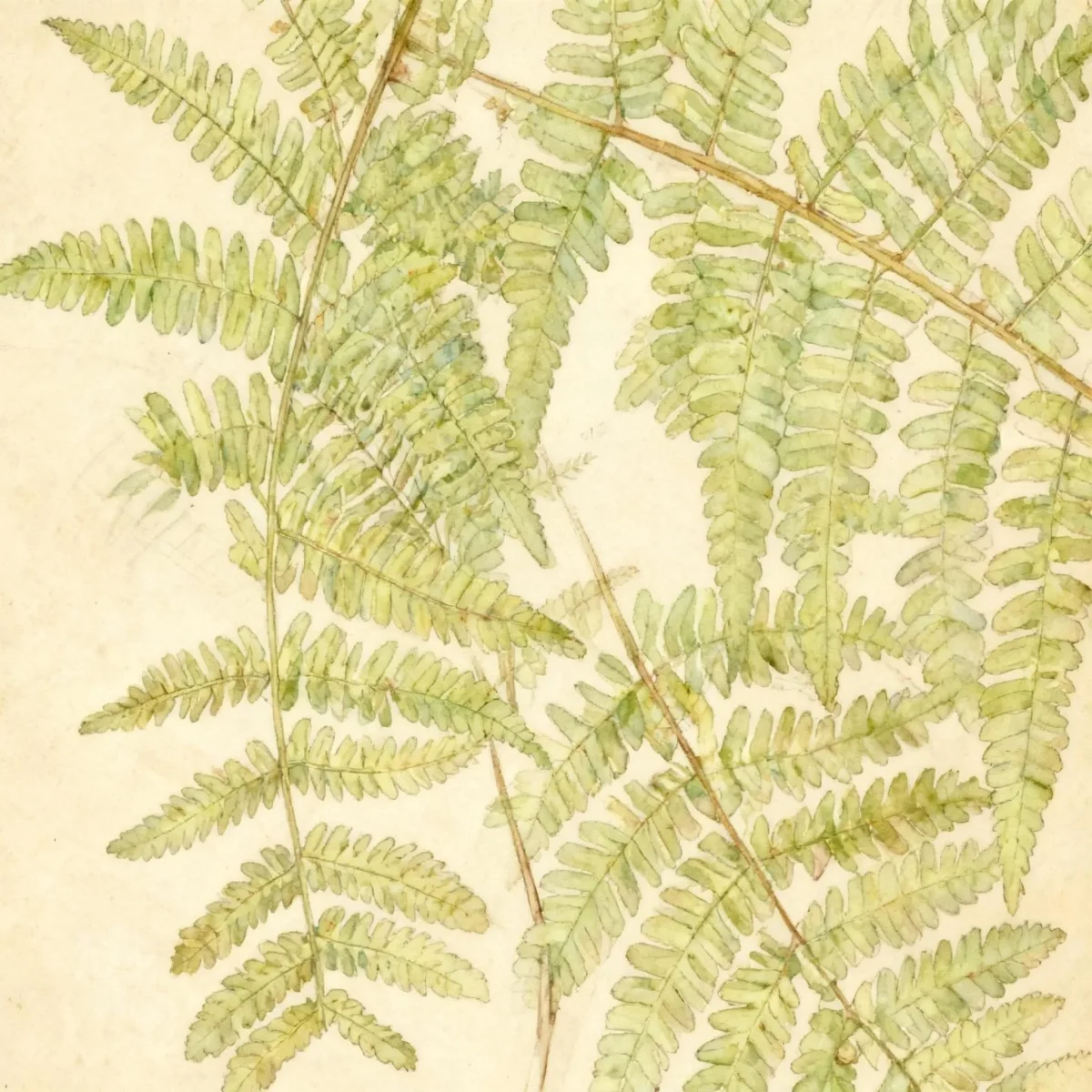 Wood fern