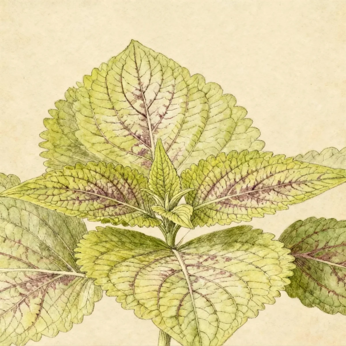 Coleus (Plectranthus PREMIUM SUN LIME DELIGHT)