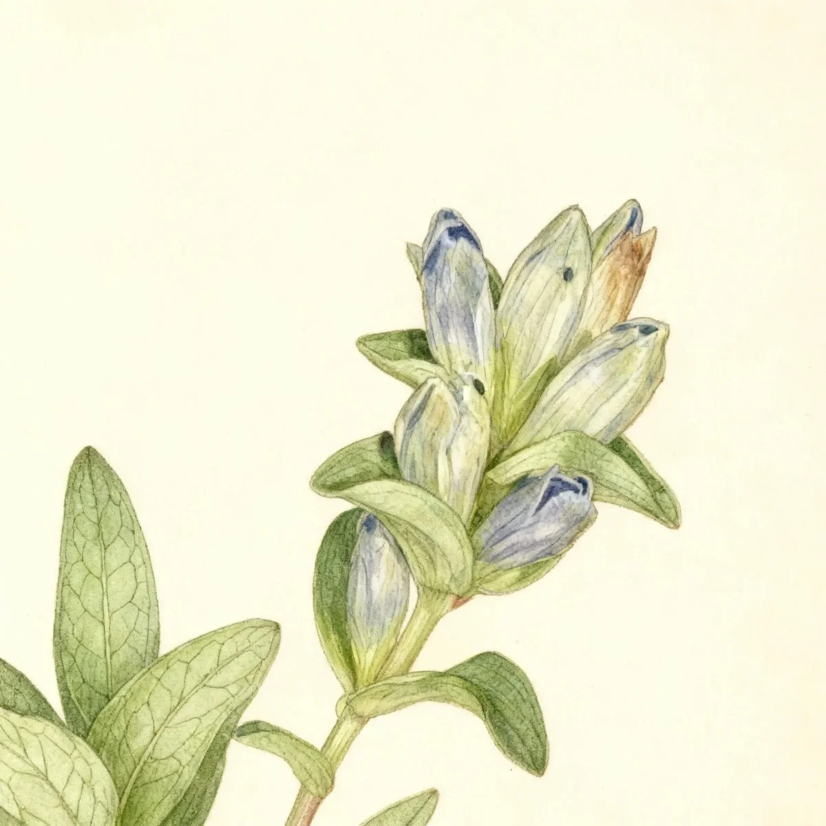 Cross gentian (Gentiana cruciata 'Blue Cross')