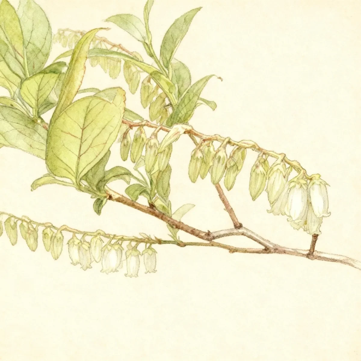 Eubotrys (Eubotrys racemosa)